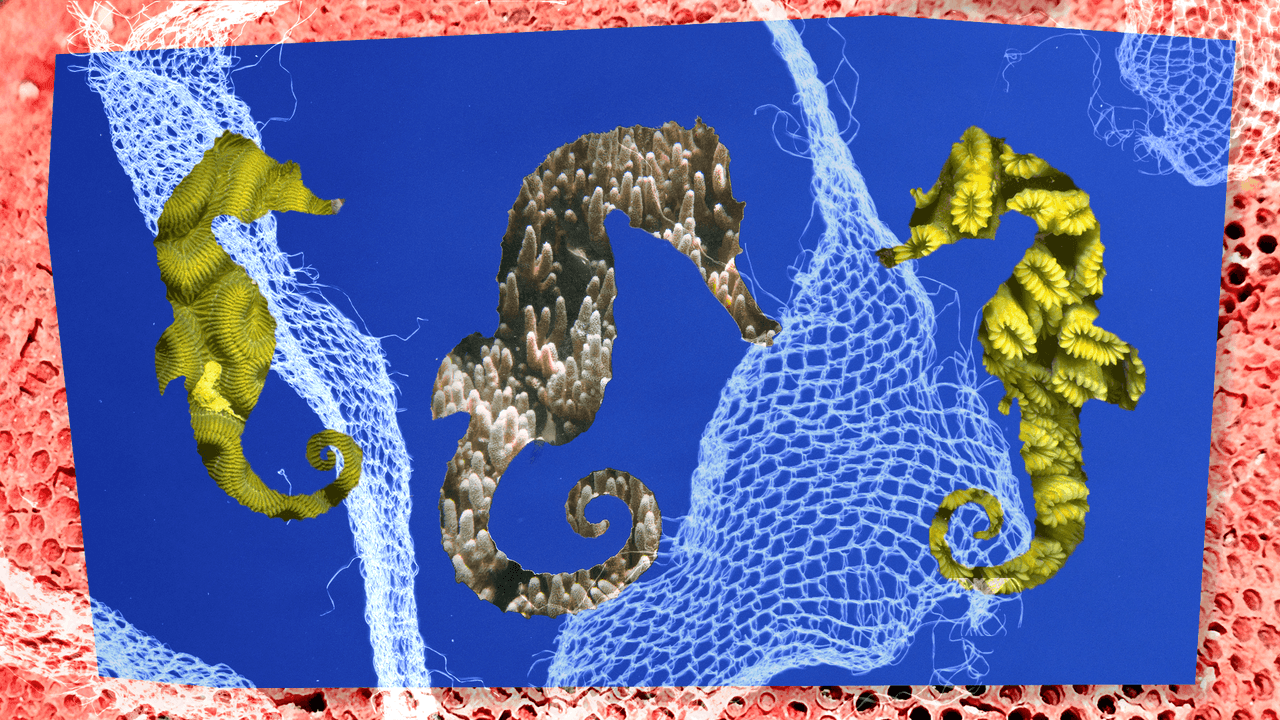 Three seahorse silhouettes filled with coral textures against a blue net background.